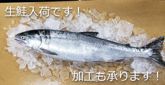 秋鮭スタートです！