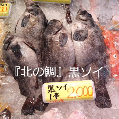 丸々肥った、北の鯛黒ソイ入荷