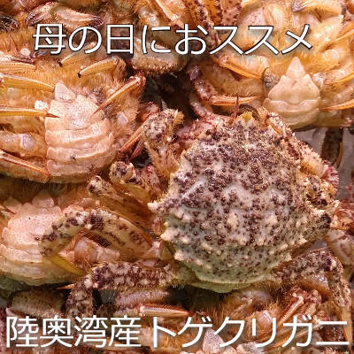 母の日忘れてたでしょ？トゲクリガニ食べさせてあげましょ~