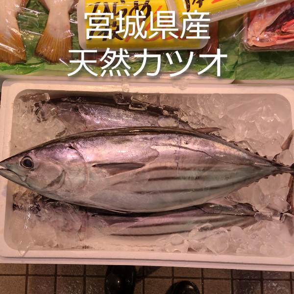 カツオ入荷です！生マグロもあるよ！