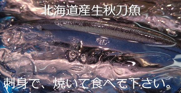 生秋刀魚入荷してますよ！