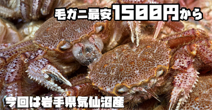 気仙沼産毛ガニ最安1500円!