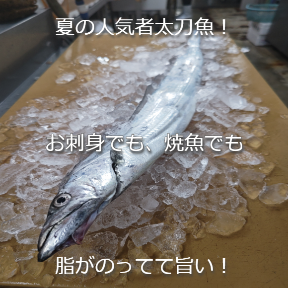 前沖天然太刀魚入荷始まりました~